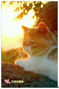 网红加菲猫的老公图片,网友直呼“太可爱了！”